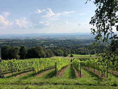 Polish Wine Tour in Subcarpathia Poland