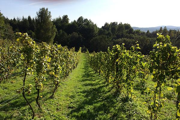 A Luxurious Spa and Wine Tour in Southern Poland and Krakow
